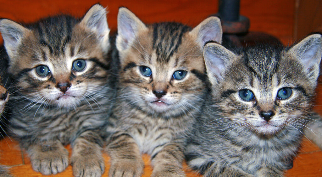 Three Cute Cats