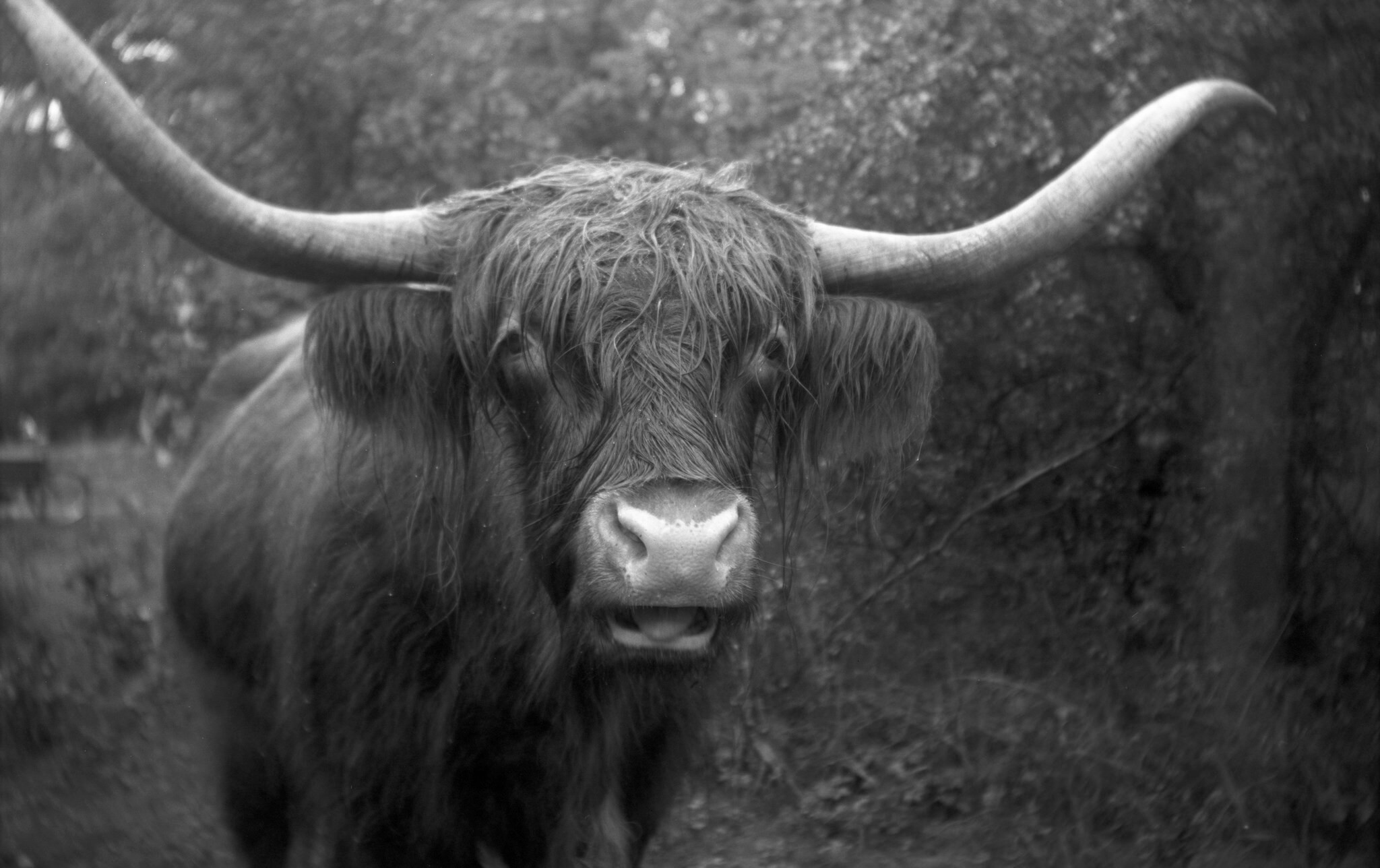 Black and white yak