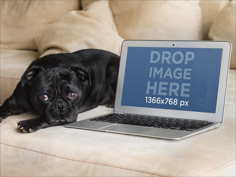 stillshot-dog-with-macbook-on-coach-base