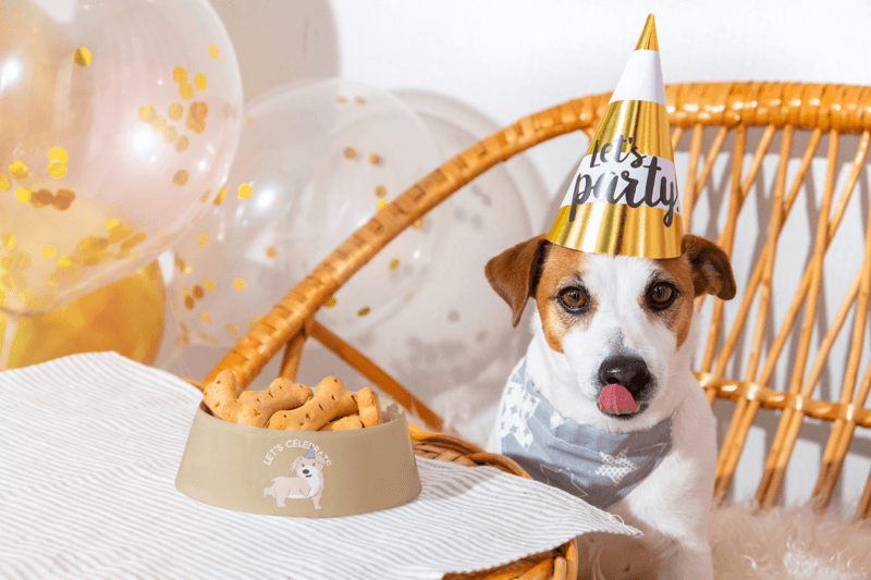 Dog Bowl Mockup Featuring A Dog At A Birthday Party M27730 R El2