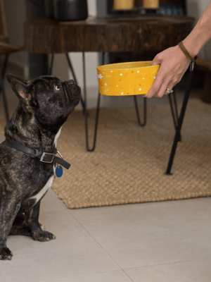 Dog Bowl Mockup Featuring A Woman Feeding Her Dog