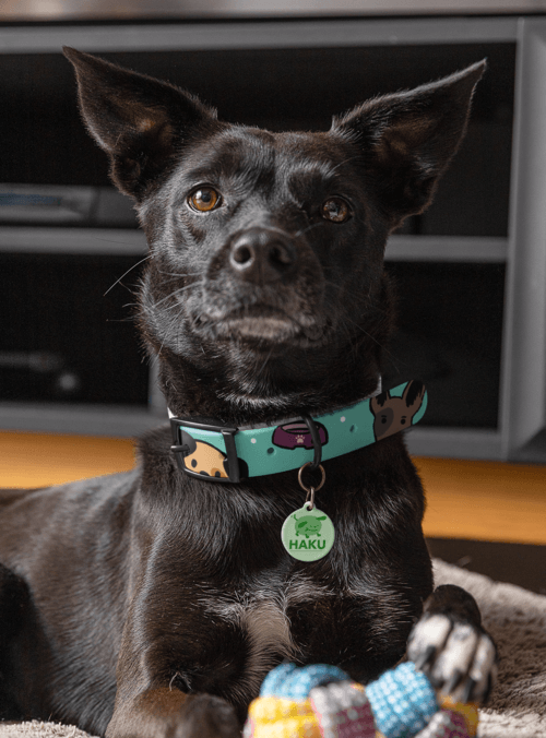 Pet Collar Mockup Featuring A Cute Puppy With A Dog Tag M30128