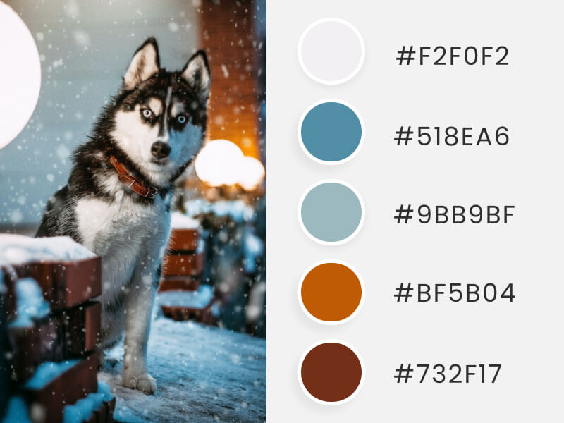 Winter Color Palettes - a husky dog during winter