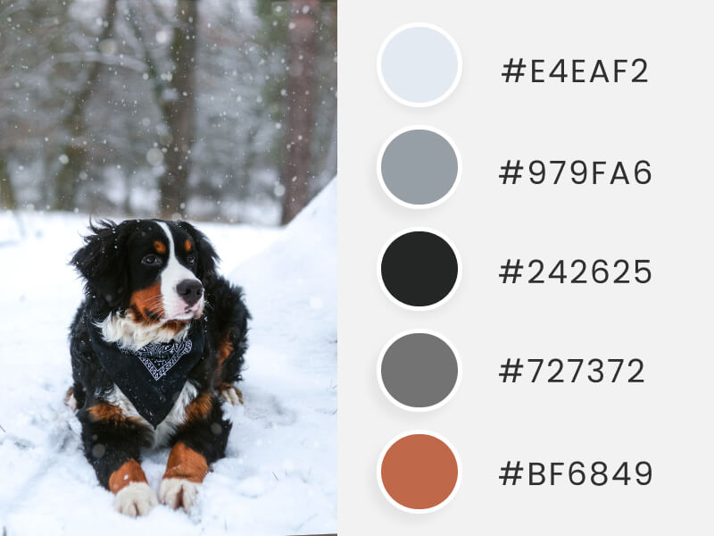 Winter Color Palettes - a lovely dog laying on the snow
