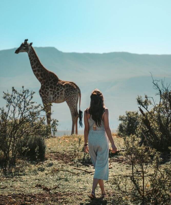A Wildlife Travel Content Creator On An African Safari Standing Next To A Giraffe