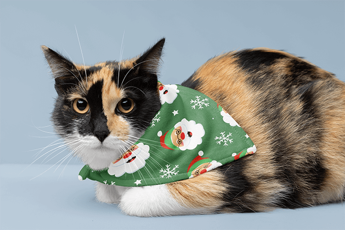 Bandana Mockup Featuring A Cute Kitty In A Studio