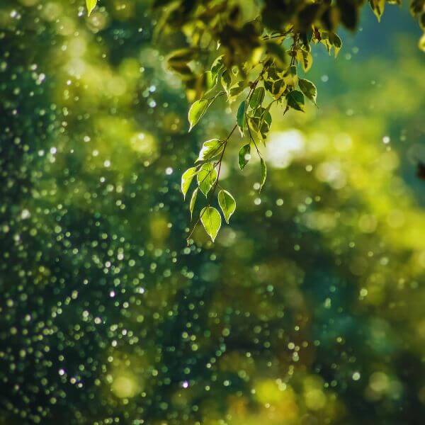 A Closeup Of A Green Tree With Water Falling From It And Sunlight At The Bottom