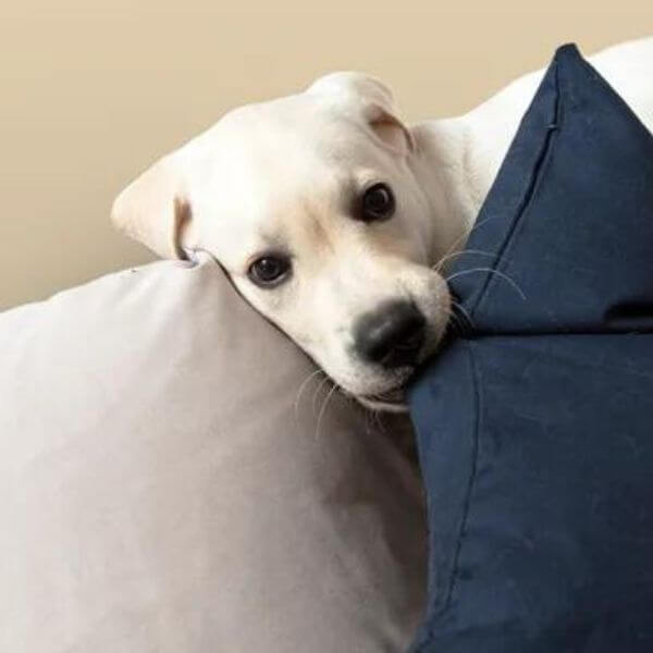 A Cute Little Dog Over Some Pillows To Represent The Accessories Line Of Spreadshirt