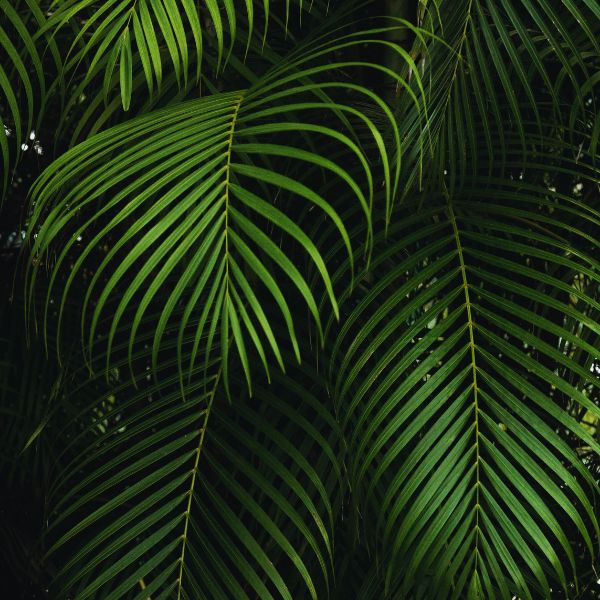 A Green Palm Closeup