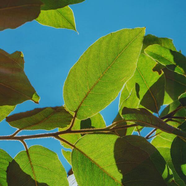 A Pair Of Green Leaves Transfixed By The Sunlight Against A Blue Sky Background