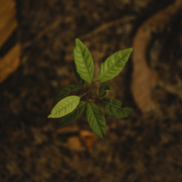 A Small Green Plant Planted In Fertile Soil