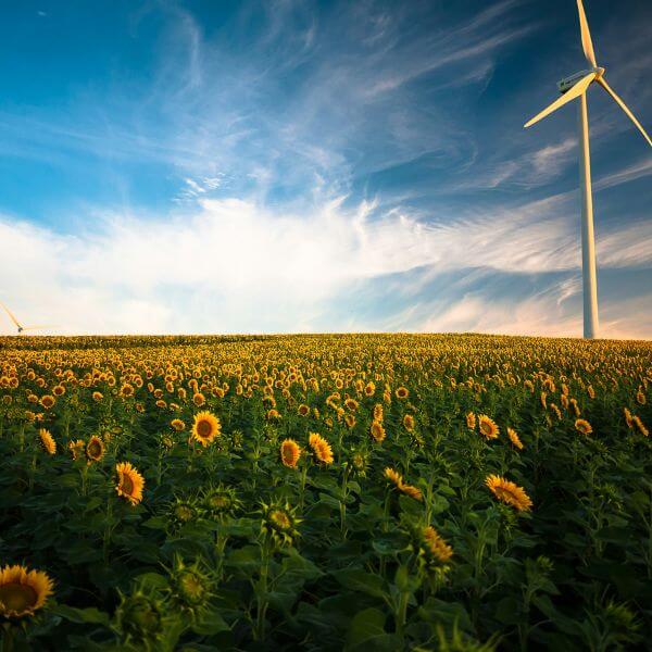 A Sunflower Field With A Renewable Energy Pathway