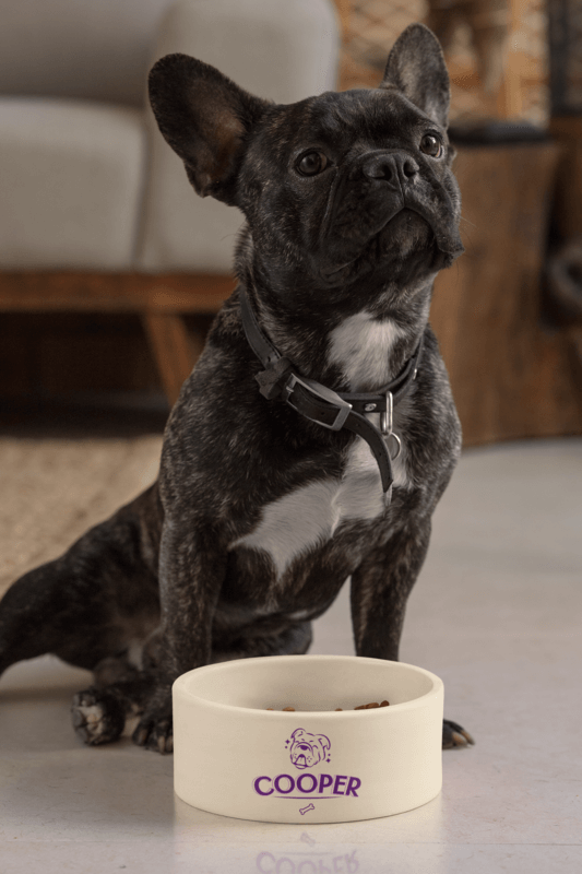 Dog Bowl Mockup Featuring A French Bulldog
