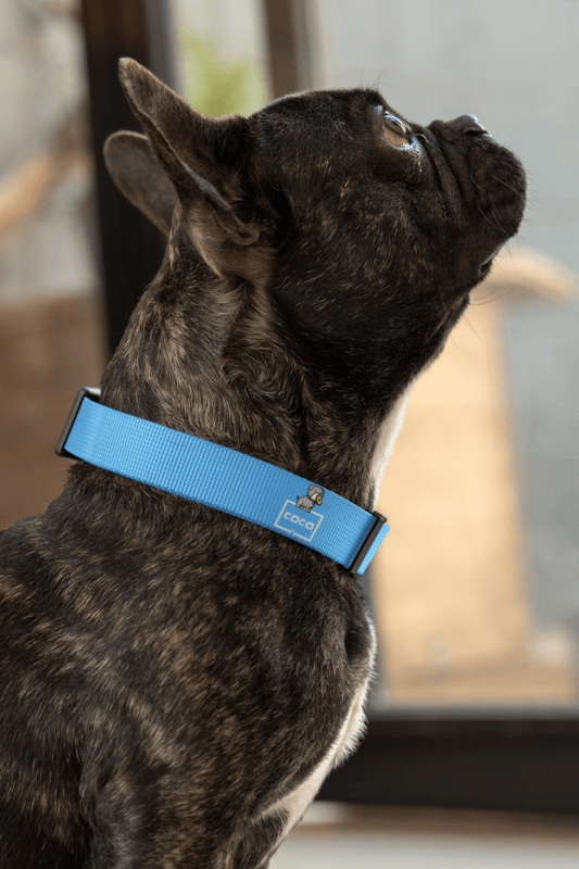Dog Collar Mockup Featuring A Small Black Dog Looking Up