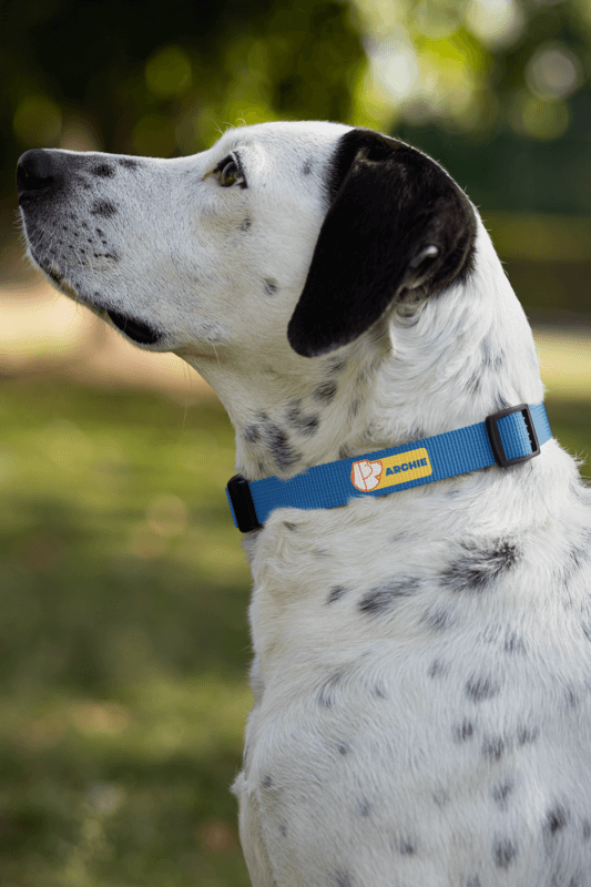 Print-On-Demand Pet Product Dog Collar Mockup