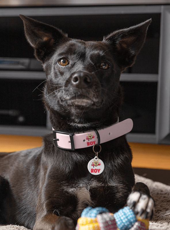 Pet Collar Mockup Featuring A Cute Puppy With A Dog Tag