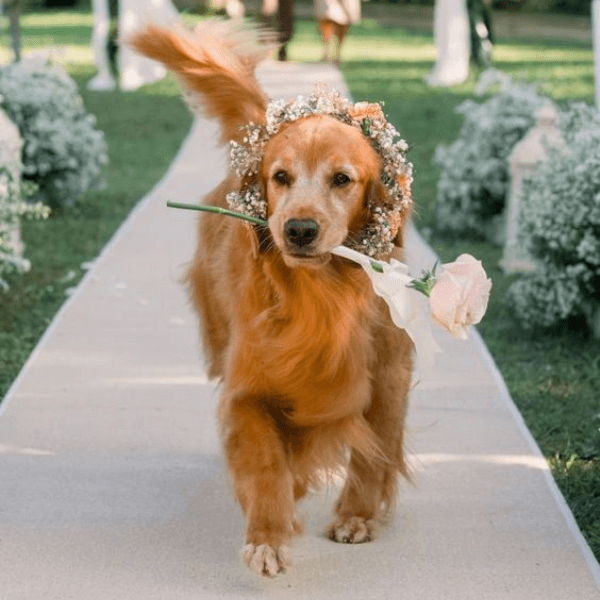 A Lovely Dog Holding A Rose In Its Mouth Walking Down The Aisle