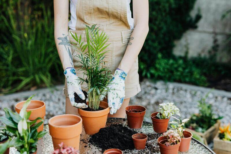 Person In Brown Jumper Planting A Green Plant By Pexels