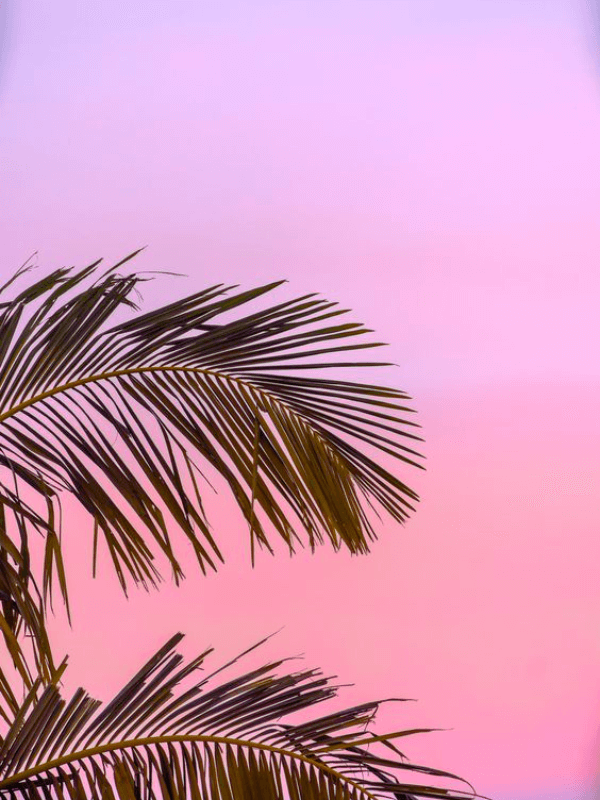 A Pretty Pink Sunset With Some Green Palms In The Background
