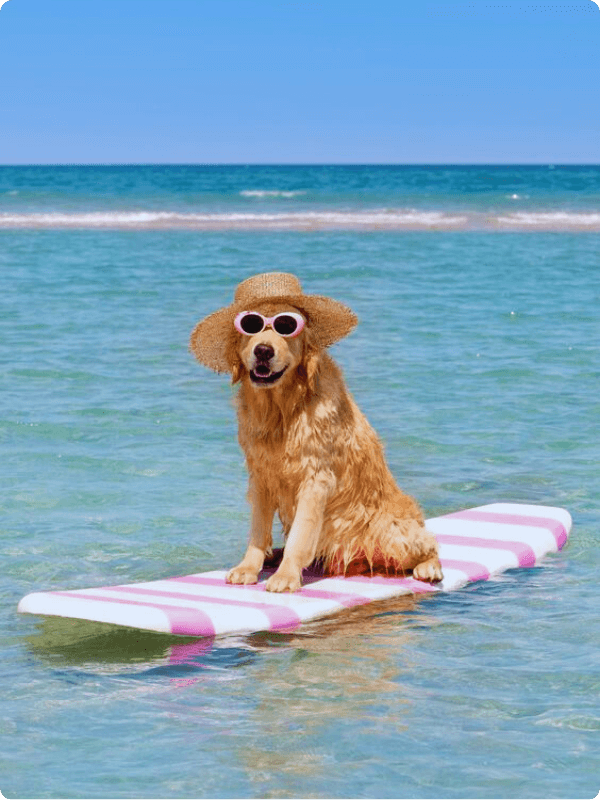 A Cute And Happy Dog On A Surfboard In The Ocean