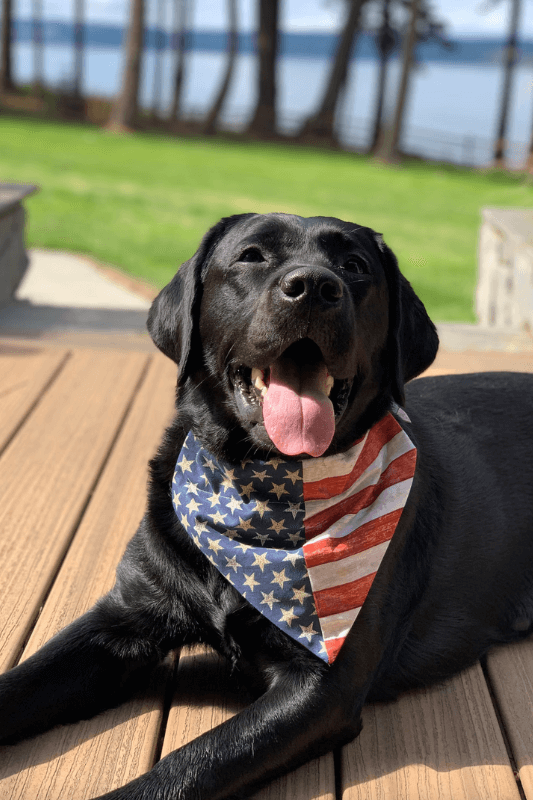 A Pretty Black Labrador Dog Wearing A United States Theme Bandana Designed And Sold By Bostondogbandanas On Etsy