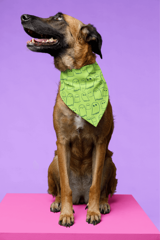 Halloween Bandana Mockup Featuring An Adorable Dog Sitting In A Studio