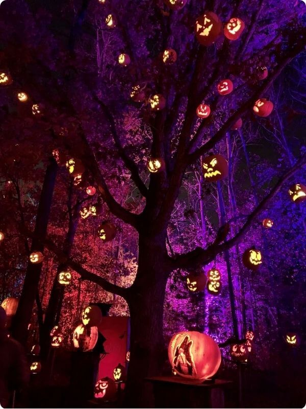 A Magical Autumn Tree With Illuminated Pumpkins Hanging From Its Branches