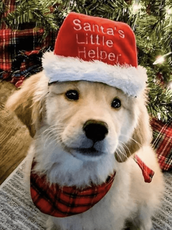 A Pretty Little Puppy Wearing A Cute Christmas Hat