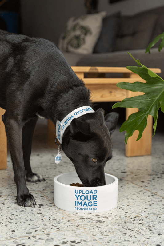 Blank Dog Tag And Pet Collar Mockup Featuring A Pup Eating From A Dog Bowl