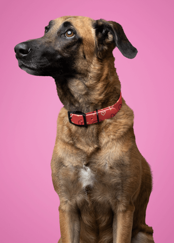 Valentine's Day Etsy Mockup Of A Dog Wearing A Beautiful Pet Collar